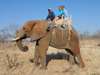 Ashley Groenevelt - elephant back safari at Vic Falls